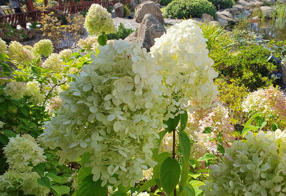 hortensia panicule
