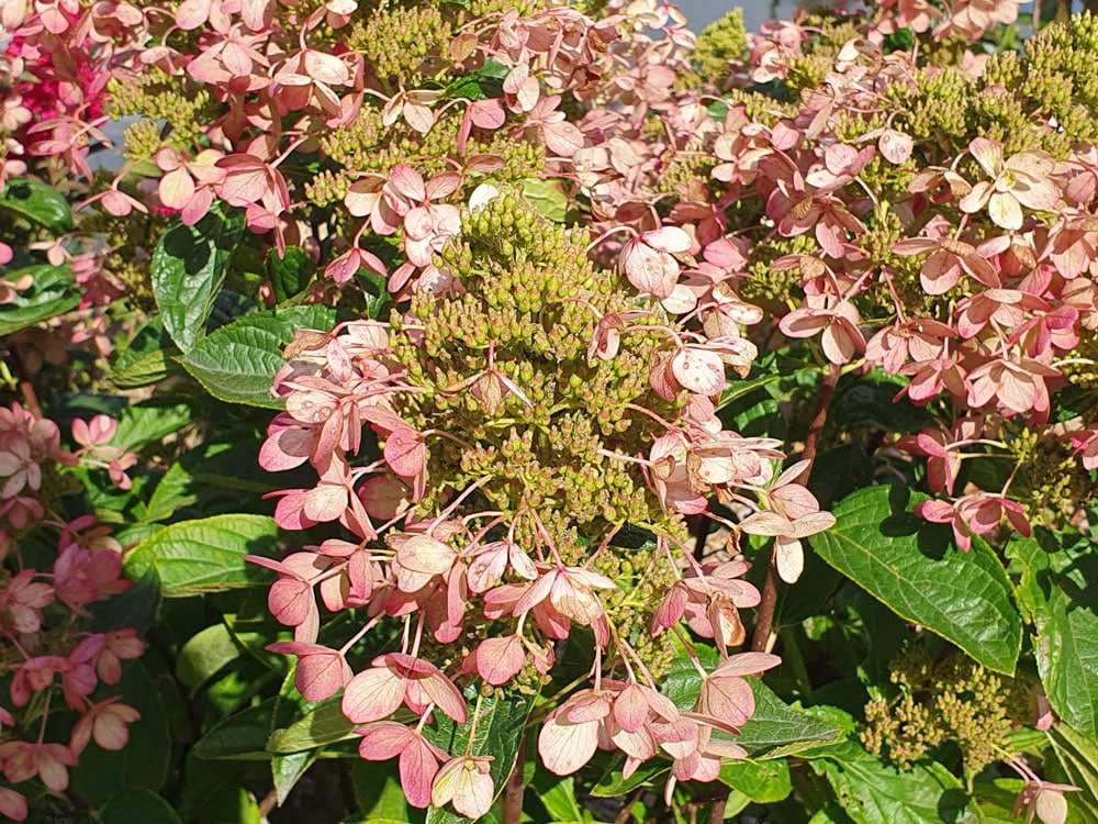 hydrangea hortensia paniculata
