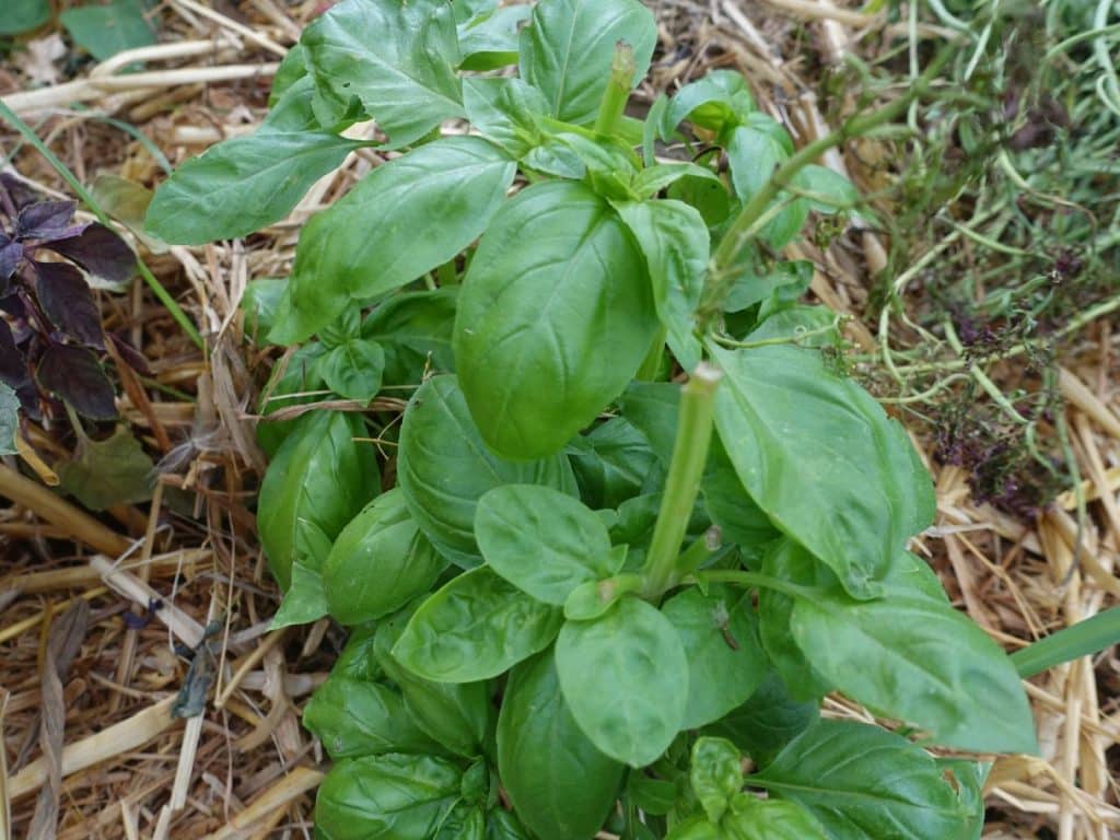 plant basilic pleine terre