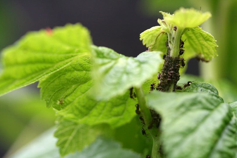 fourmis pucerons sur cassissier