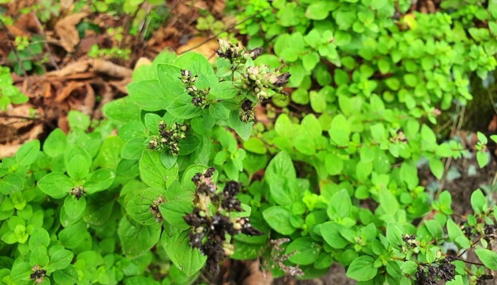 origan fleurs sechées