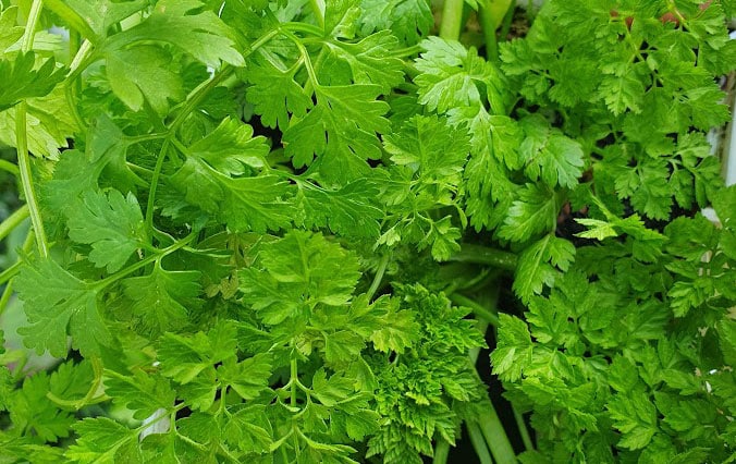 feuilles cerfeuil cuisine