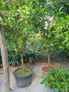 citronnier pots fruits feuilles 500