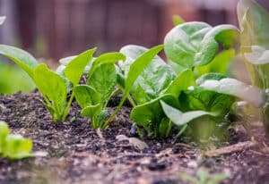 epinards jardin potager