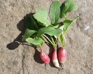 radis jardin potager