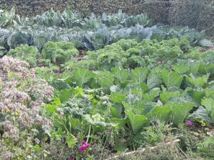 choux potager hiver
