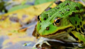grenouille verte mare france