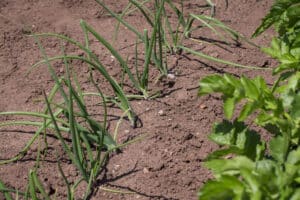 Plants d'oignons vert dans un potager
