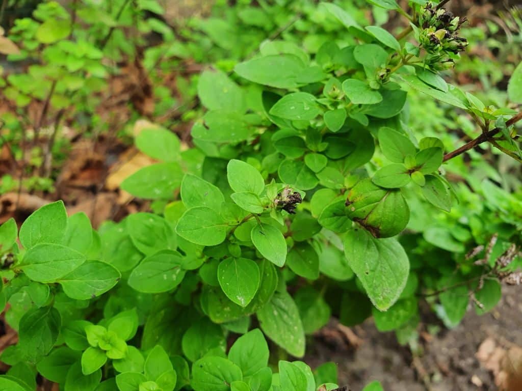 origan potager aromatique facile