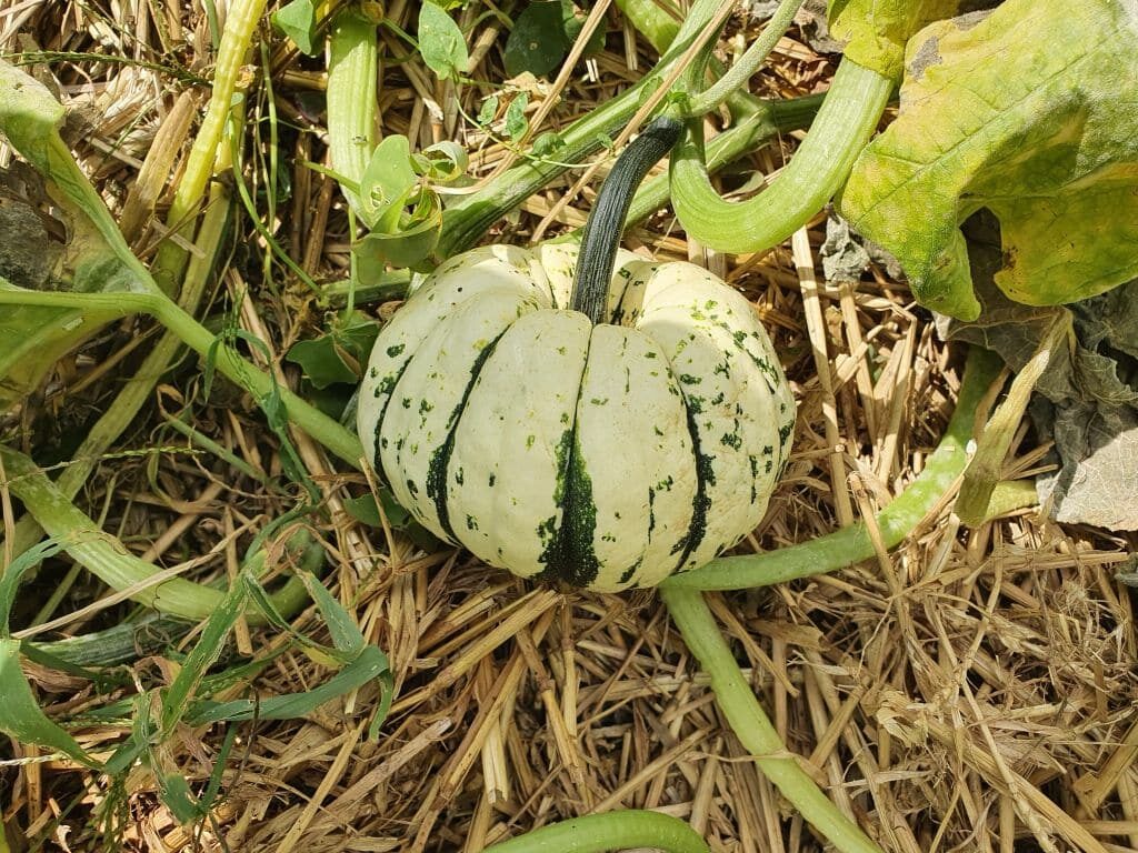 Patidou près à être récolté