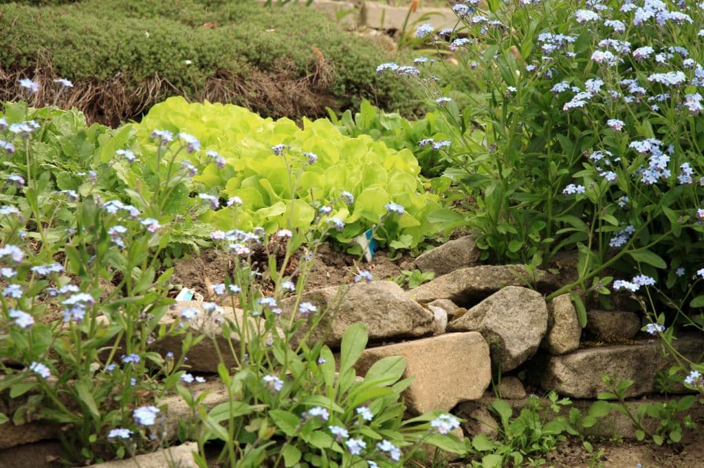 Plantes compagnes : laitue et fleurs