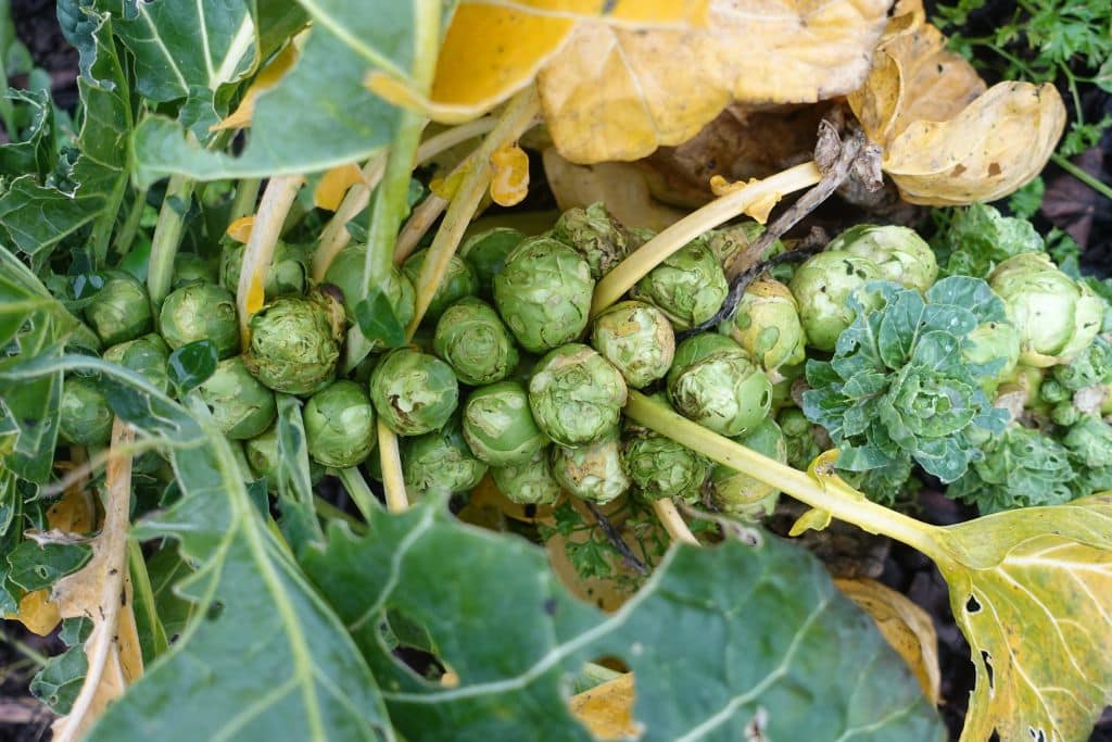 Choux de Bruxelles avant récolte