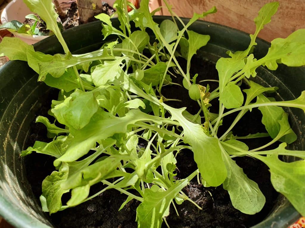 Roquette en pot