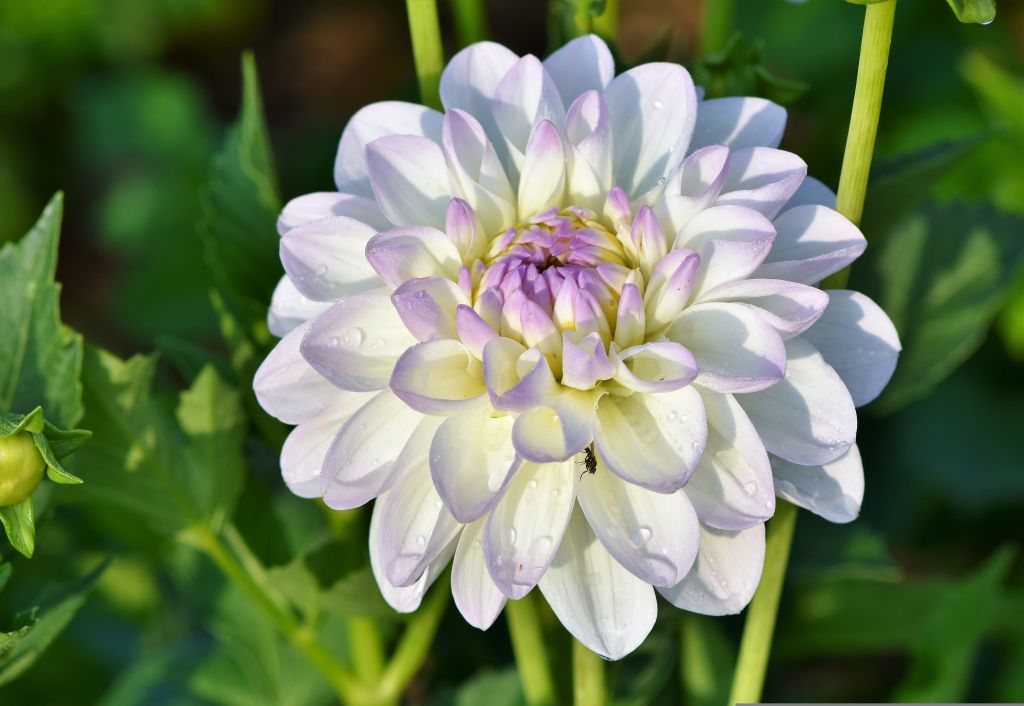 dahlia jardin