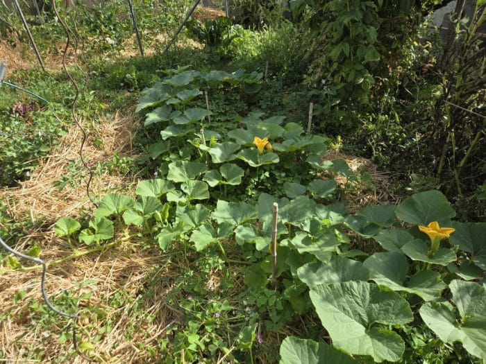 Canicule au potager : Faut-il (vraiment) arroser plus ? Le guide de ...