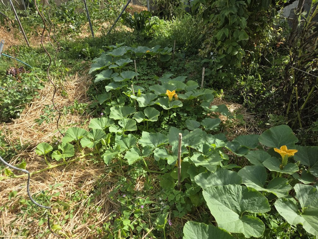 courge feuilles dressees chaleur canicule arrosage