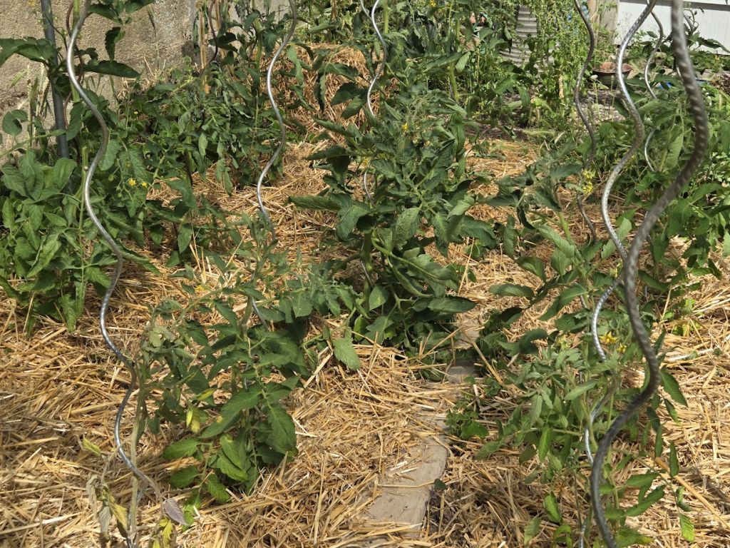 plant tomate canicule paillage
