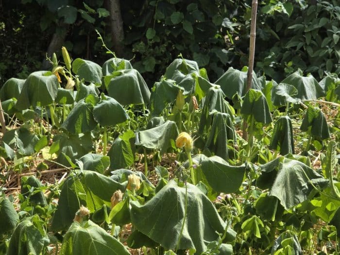 plasmolyse courge potiron butternut