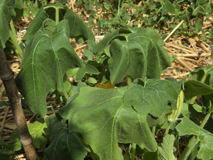 Canicule au potager : Faut-il (vraiment) arroser plus ? Le guide de ...