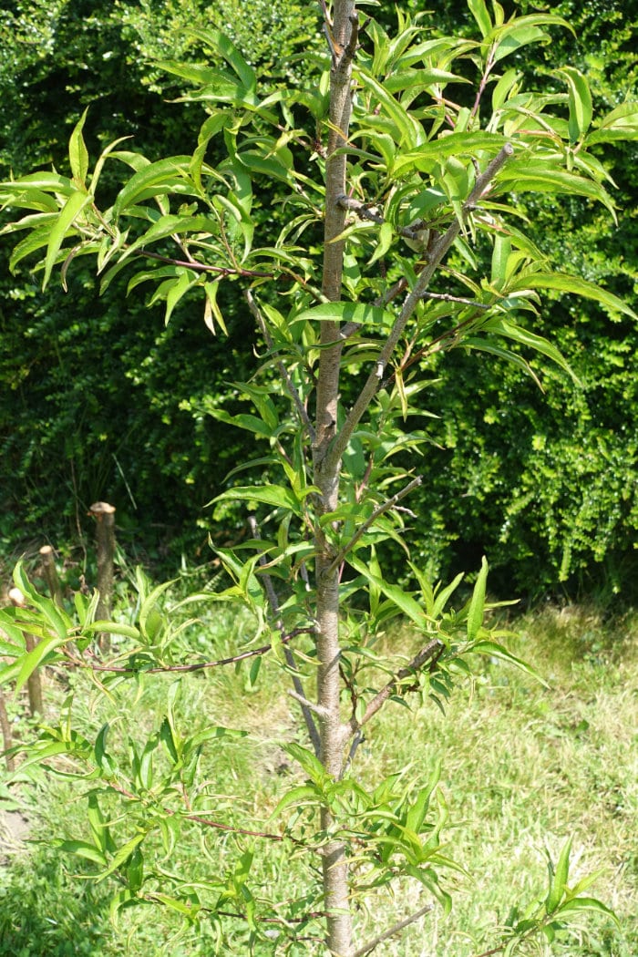 pecher jardin