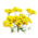 Tanaisie - Plante à fleurs