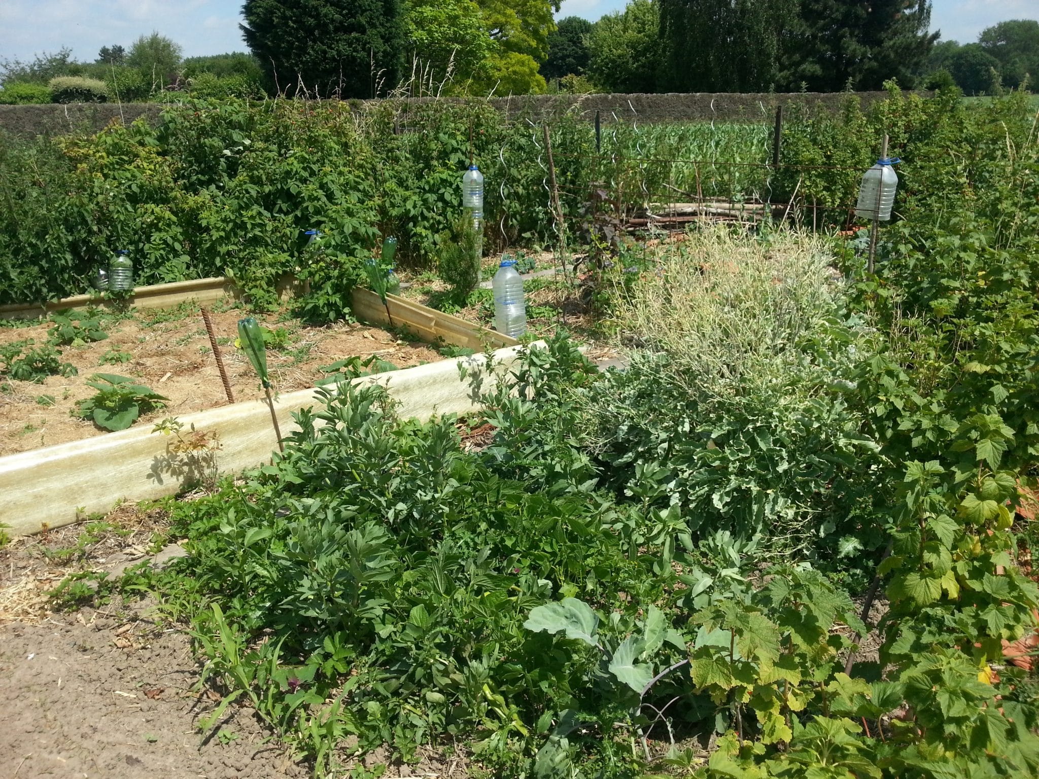 Le Potager du Paresseux à Louvil - Nord - LePotiron.fr