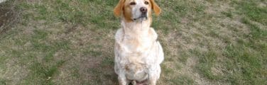 Setter anglais - Golden retriever