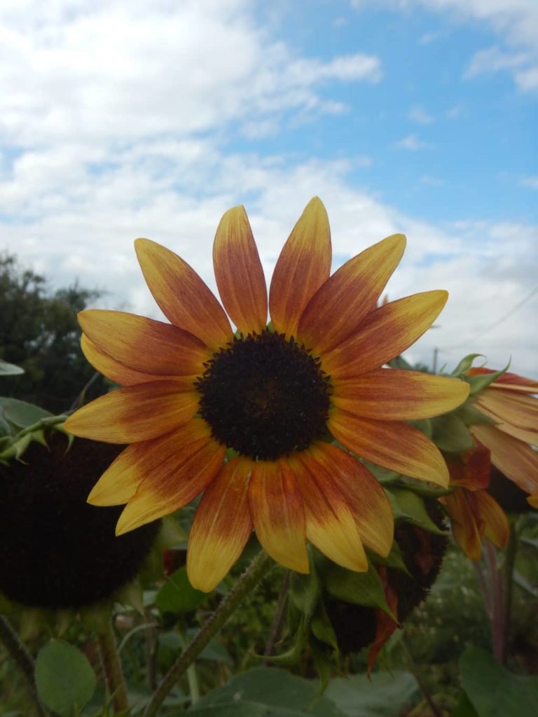 Ain - Plante à fleurs