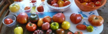 Tomate - Légume