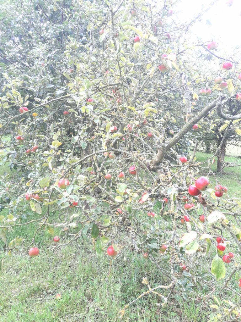 Arbuste - M-arbre