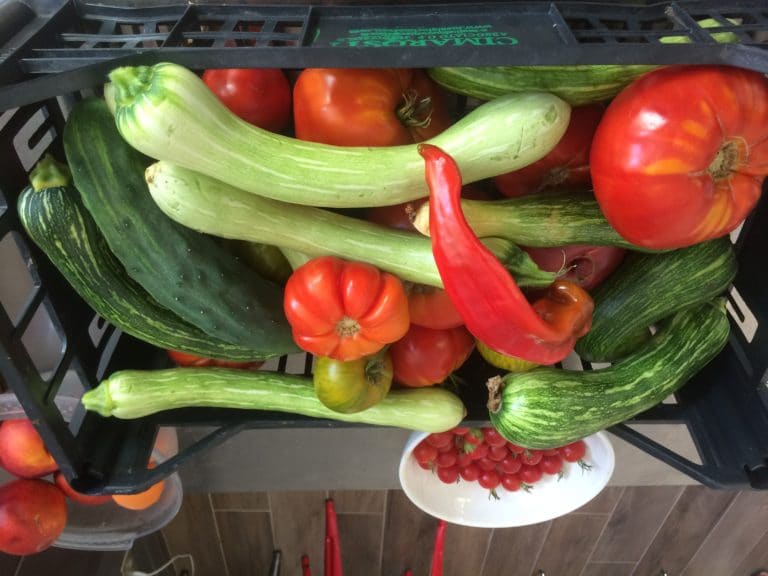 Courgette - Tomate