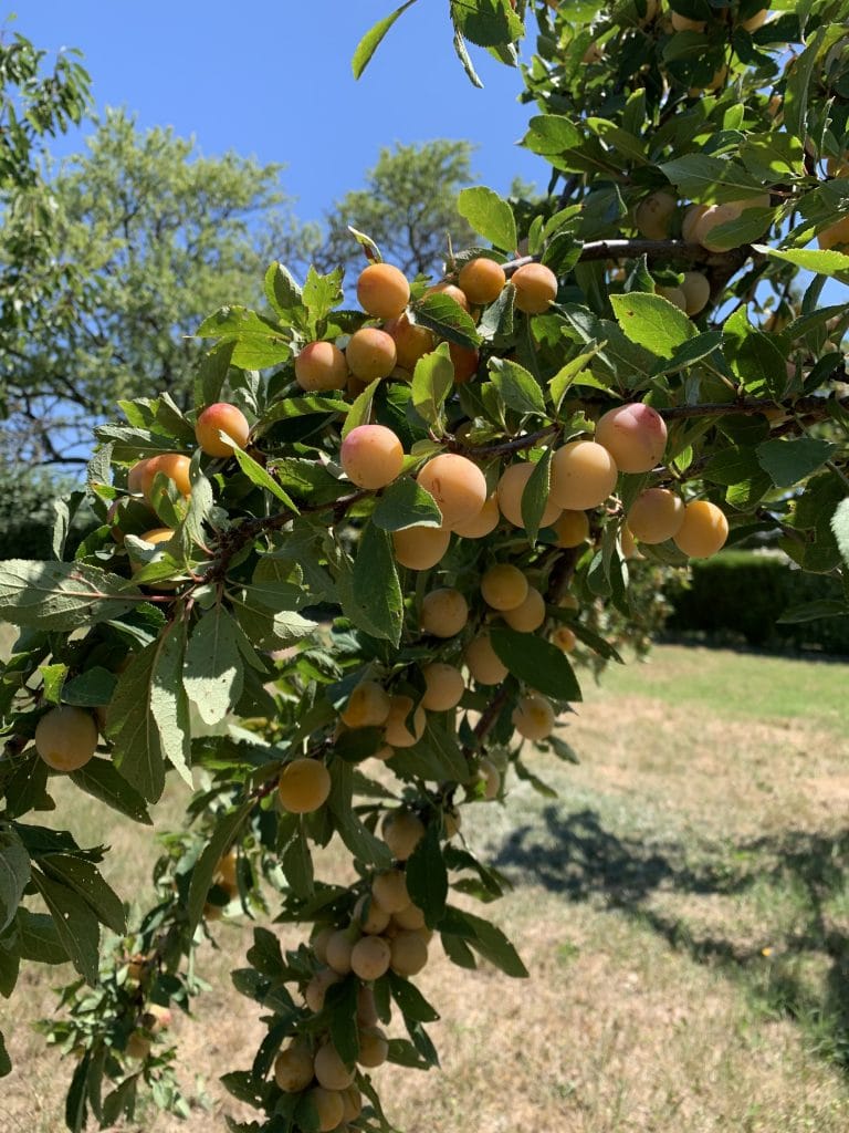 Abricot - Arbre fruitier