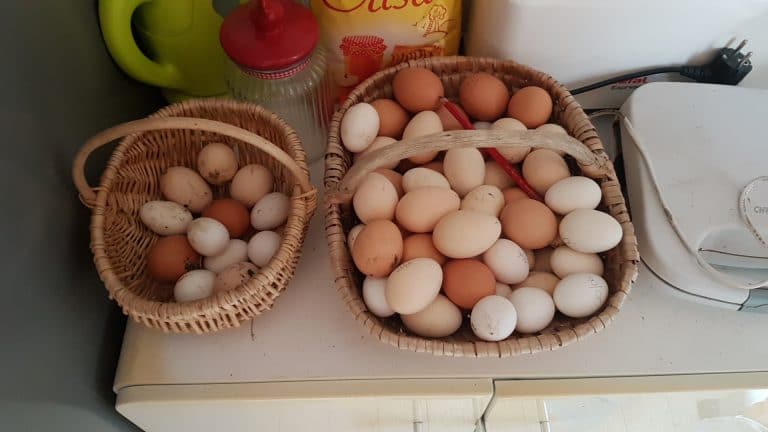 Oeuf - Ingrédient