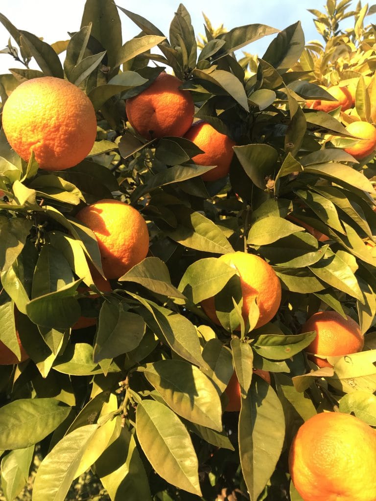 Orange de Valence - Arbre fruitier