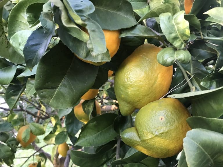 Citron vert persan - Mandarine