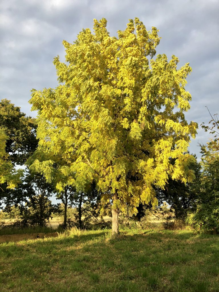 Arbre de Maidenhair - Plante ligneuse