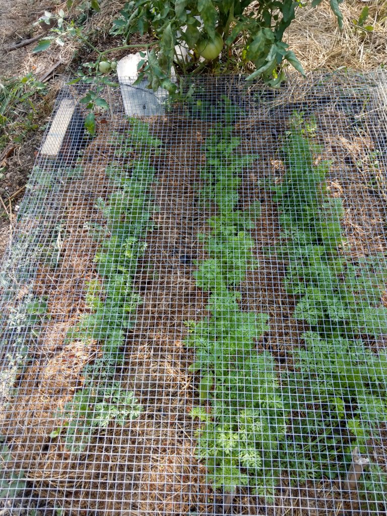 Jardin - Clôture à mailles de chaîne