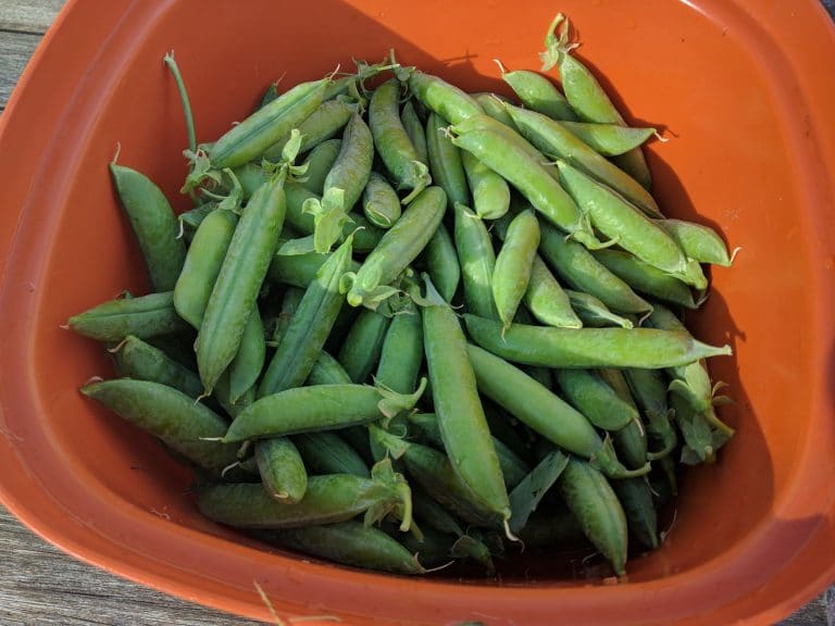 Pois cassés - Haricots verts