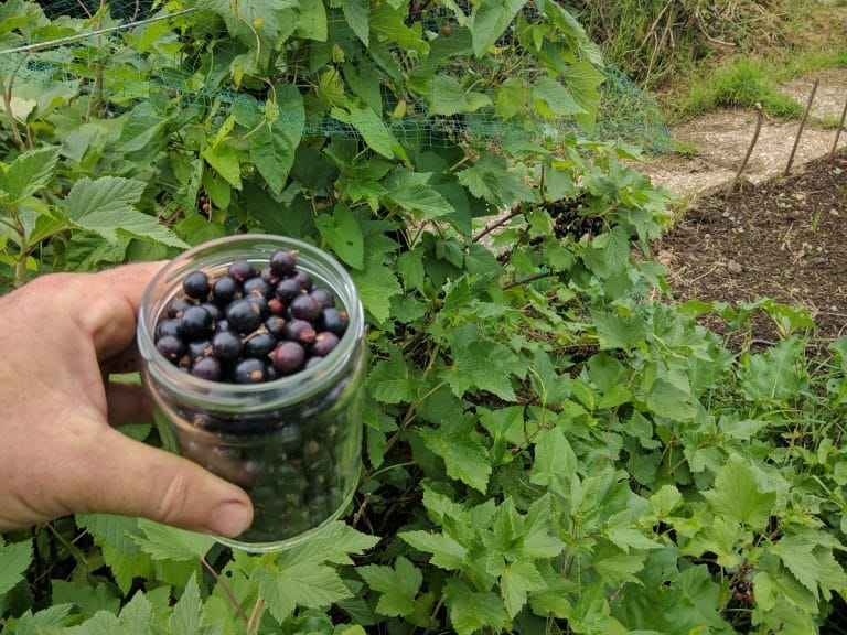 Grain de raisin - Cassis Zante