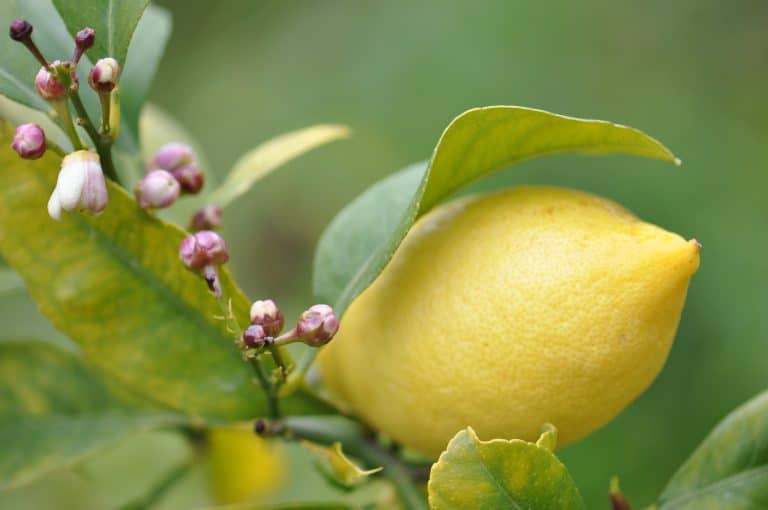 Citron - Plante