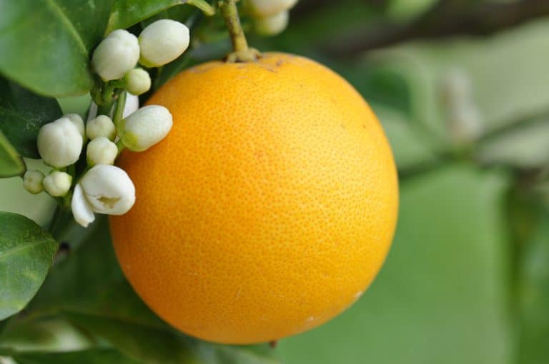 Calamansi - Tangelo