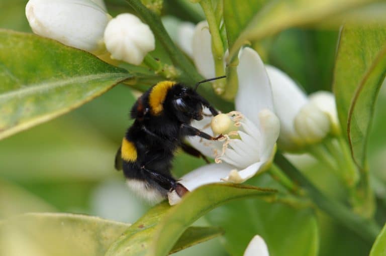 Pollinisateur - Bourdon