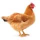 Poule