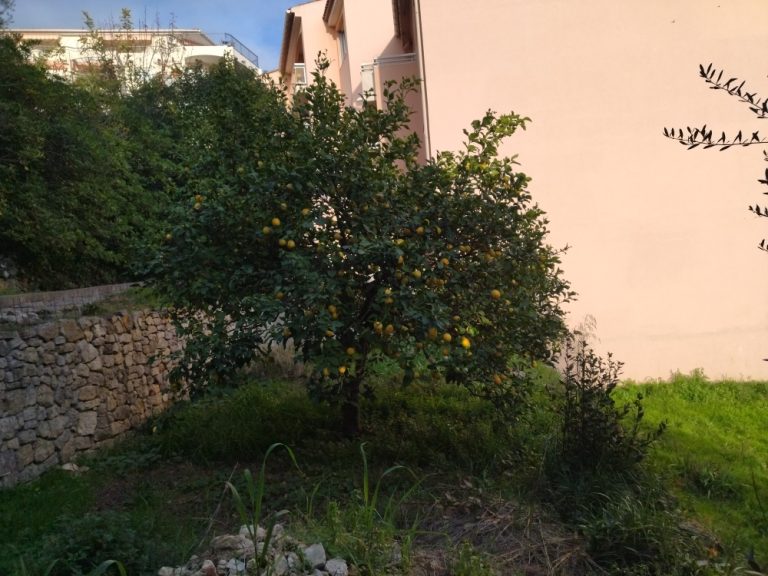 Citronnier avec fruits dans un jardin vert
