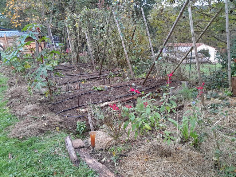 Jardin potager avec plantes et massifs fleuris