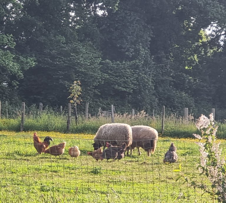 Moutons et poules dans un champ verdoyant