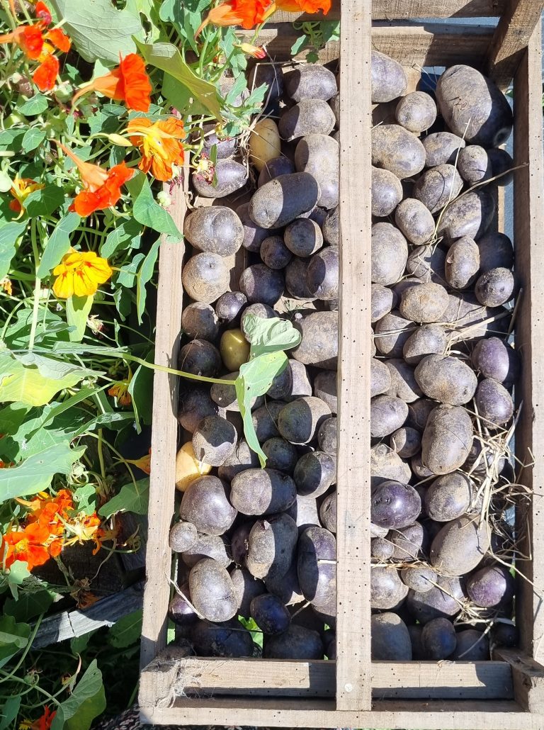 Pommes de terre violettes dans une caisse en bois