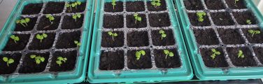 Semis de jeunes plantes dans des alvéoles