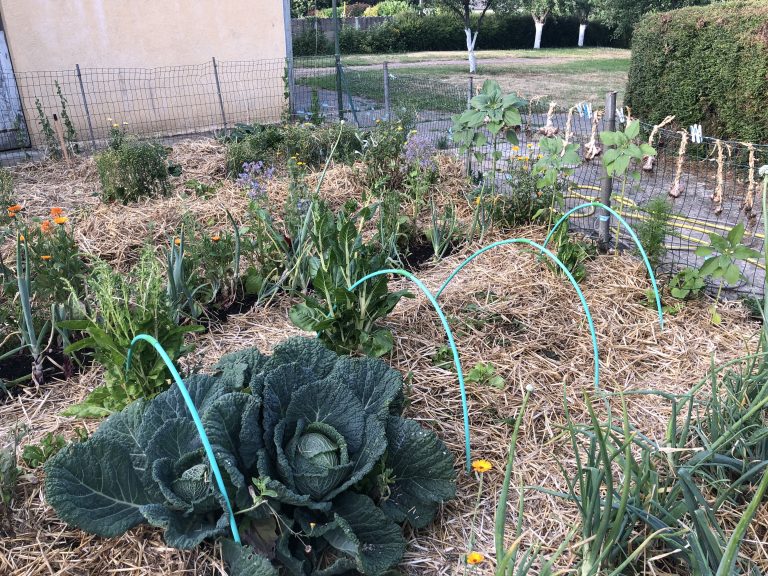 Potager avec légumes, paillis, arceaux en plastique.