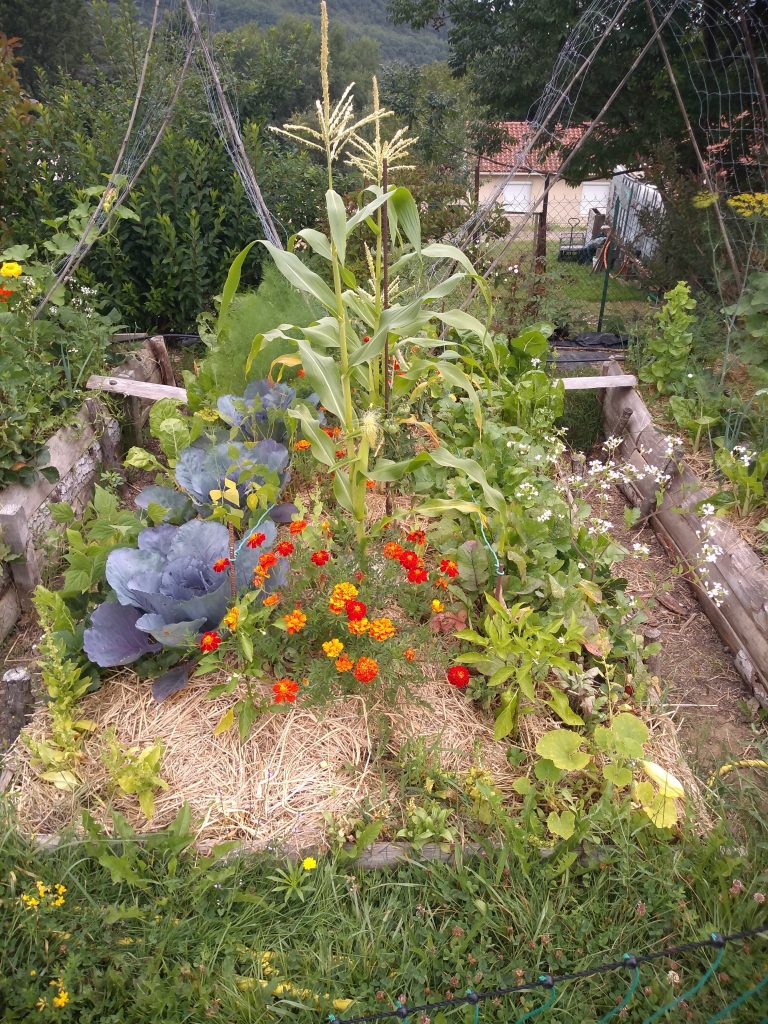 Jardin potager avec maïs, choux et fleurs.